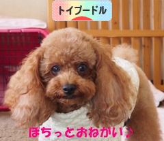 にほんブログ村 犬ブログ トイプードルへ