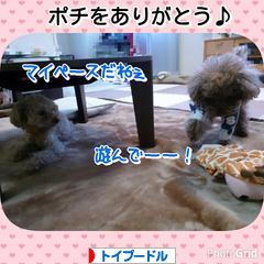 にほんブログ村 犬ブログ トイプードルへ