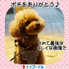 にほんブログ村 犬ブログ トイプードルへ