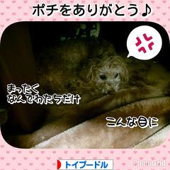 にほんブログ村 犬ブログ トイプードルへ