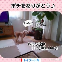 にほんブログ村 犬ブログ トイプードルへ