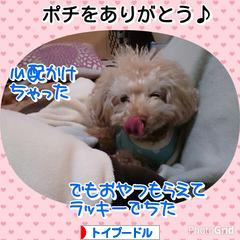 にほんブログ村 犬ブログ トイプードルへ