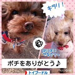 にほんブログ村 犬ブログ トイプードルへ