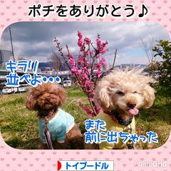 にほんブログ村 犬ブログ トイプードルへ