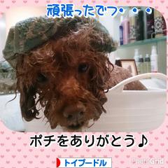 にほんブログ村 犬ブログ トイプードルへ