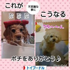 にほんブログ村 犬ブログ トイプードルへ