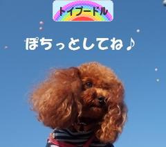 にほんブログ村 犬ブログ トイプードルへ