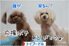 にほんブログ村 犬ブログ トイプードルへ