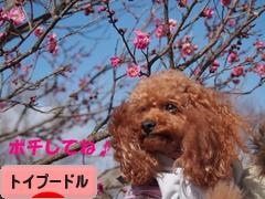 にほんブログ村 犬ブログ トイプードルへ