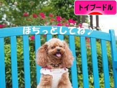 にほんブログ村 犬ブログ トイプードルへ