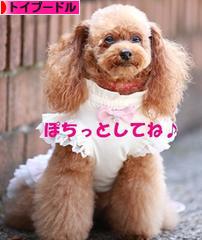 にほんブログ村 犬ブログ トイプードルへ