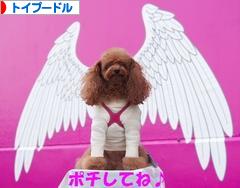 にほんブログ村 犬ブログ トイプードルへ