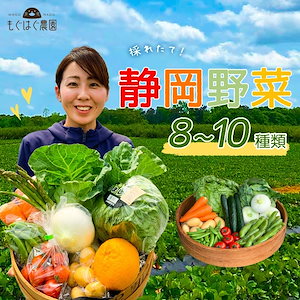 採れたて！静岡野菜セット B 8～10品目 採れたて 野菜 旬 セット 国産 静岡県産 詰め合わせ 野菜BOX 旬野菜 産地直送 仕送り もぐはぐ