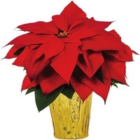 Red Poinsettia in 1-Quart Pot 2 for $3