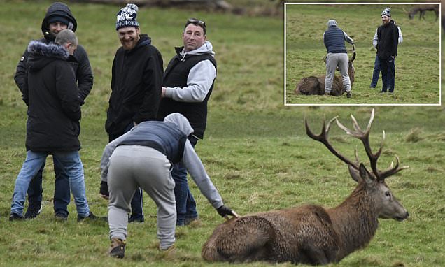 Shocking moment yobs assault wild stag by pulling its antlers and slapping it on the rump