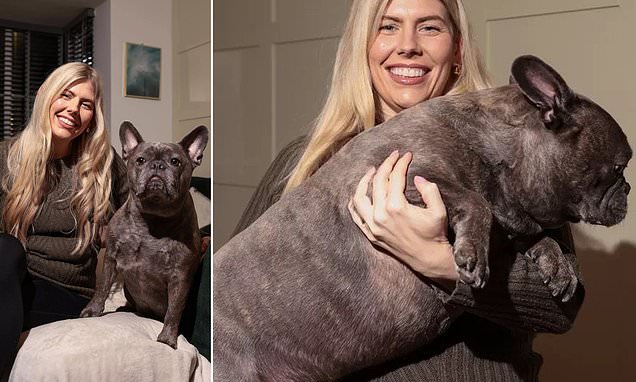 Meet my mega French bulldog who weighs as much as a small deer and could be the biggest in