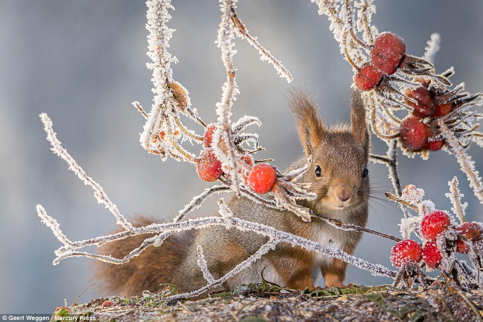 Shy: The animals in the Swedish village of Bispgarden can be seen poking their noses through the gaps in frost-covered twigs