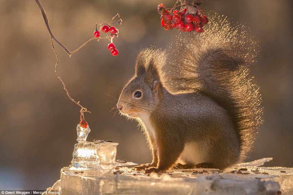 All in red: Mr Weggen, a carpenter, carefully staged plinths of ice surrounded by red berries to offset the animals' fur in his pictures