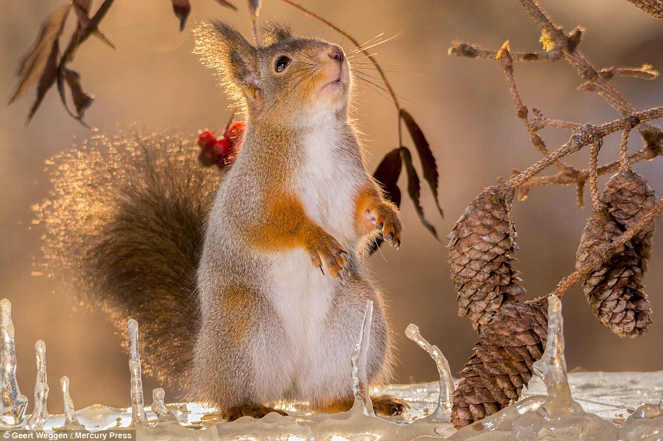 Alert: Red squirrels do not face the same threat to their existence elsewhere in Europe as in Britain, where greys were introduced in the 1800s