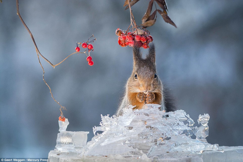 Crystal-clear: Squirrels do not hibernate during winter, but remain active and build themselves 'nests' called dreys, often in tree hollows