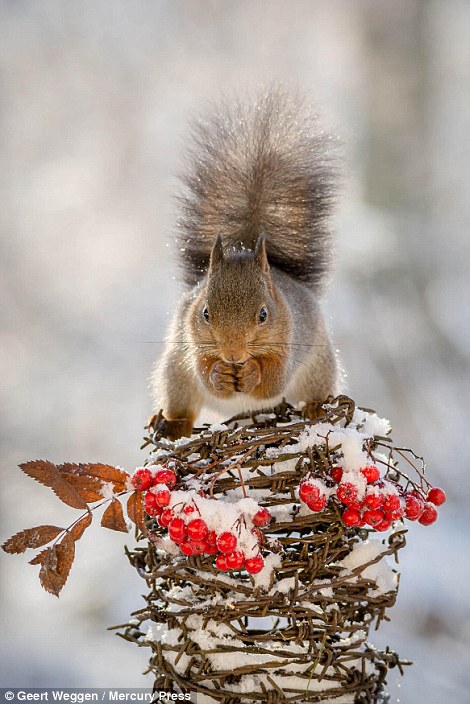 Staged: Instead of typical studio backdrops, Mr Weggen built a column of curled barbed wire and topped it with red berries