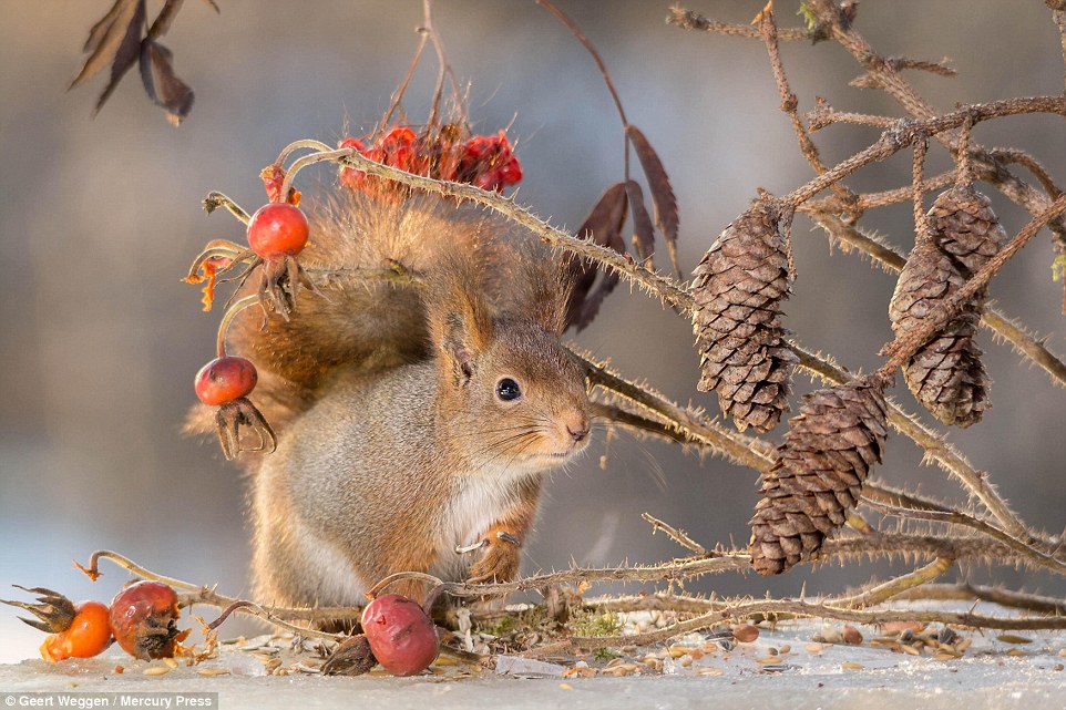 Habitat: The animals are most common in the type of evergreen forests which spread for vast areas across Scandinavia, including Sweden