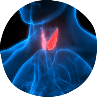 Thyroid gland located in the neck