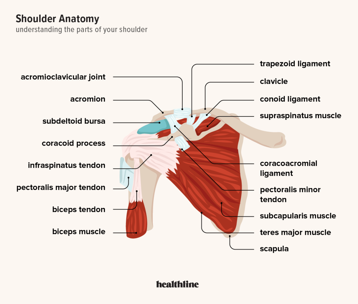 Illustration of the shoulder joint and it's various parts, with labels. 