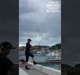 【エギング】朝練TAKE475 morning routine #shorts #fishing #낚시 #釣り #長崎 #squid #lure