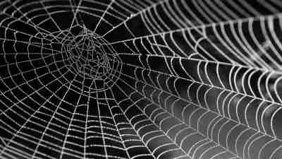 spiders web of ADHD and PTSD