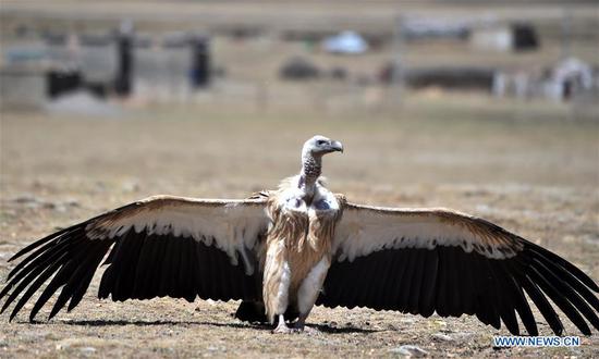 Black vultures seen in Damxung County, Tibet