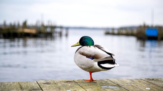 Ungewöhnliche Tierrettung: Eine Ente ist auf einem See in Braunschweig festgefroren. (Symbolbild)