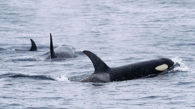 Mysteriöses Tierverhalten: Orcas leben weltweit - wie hier bei Japan. Aber nur Tiere in der iberischen Region zeigen das mysteriöse Verhalten. (Archivbild)