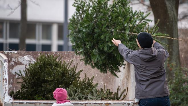 Landesforstanstalt: Die Thüringer Landesforstanstalt macht deutlich: In den Wald gehören ausgediente Christbäume nicht. (Symbolbild)