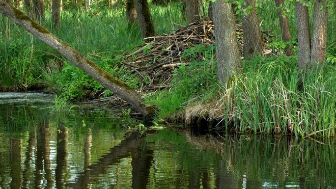 Naturschutz und Landwirtschaft: Im Peenetal ist ein 7.000 Hektar großes Naturschutzgebiet geplant. (Archivbild)