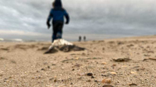 Naturphänomen: Die Tiere wurden ans Ufer gespült und verenden dort.