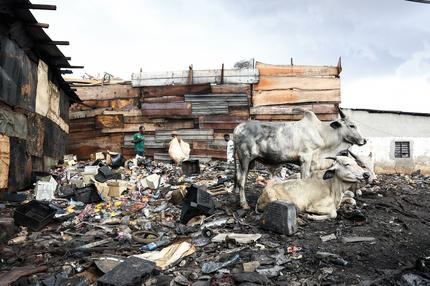 Umweltzerstörung: Ochsen stehen in Yaounde zwischen Elektroschrott.