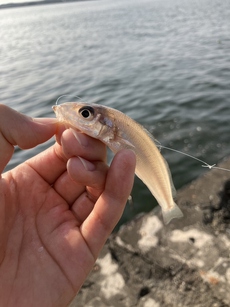 港町で小物釣り