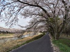 ちょっと花見・大安庁舎の桜