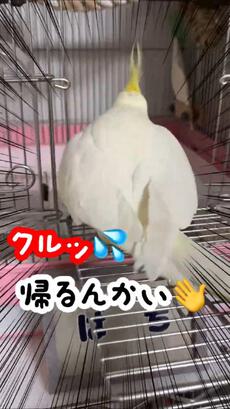 【オカメインコ和解】出勤拒否する、はち♂と根気よく話し合い、結果・・和解いたしました✨