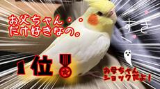 【オカメインコ厳選】㊗１０００人記念　激カワ人気動画１０選