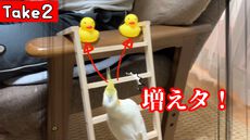 【オカメインコ気合！！】はちＶＳアヒルズ。オカメインコって表情豊かだな・・