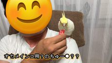 【オカメインコ】鳥用のち●～るは美味しかったそうだ