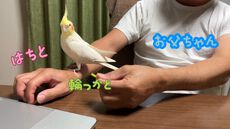 【オカメインコ激カワ！】使い方を間違うとこうなる。はちと、お父ちゃんと、輪っかで散歩！？