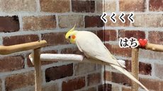 【オカメインコお喋り】お喋りの条件＆真夜中のひとりごとがスゴイ⭐️