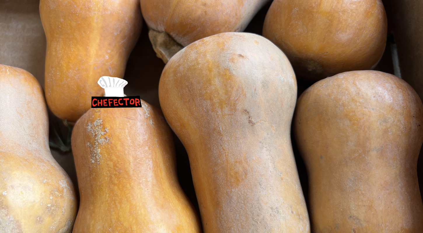 Honey Butternut Squash (a new hybrid crop) in Toronto, Ontario, Canada, on October 08, 2023.