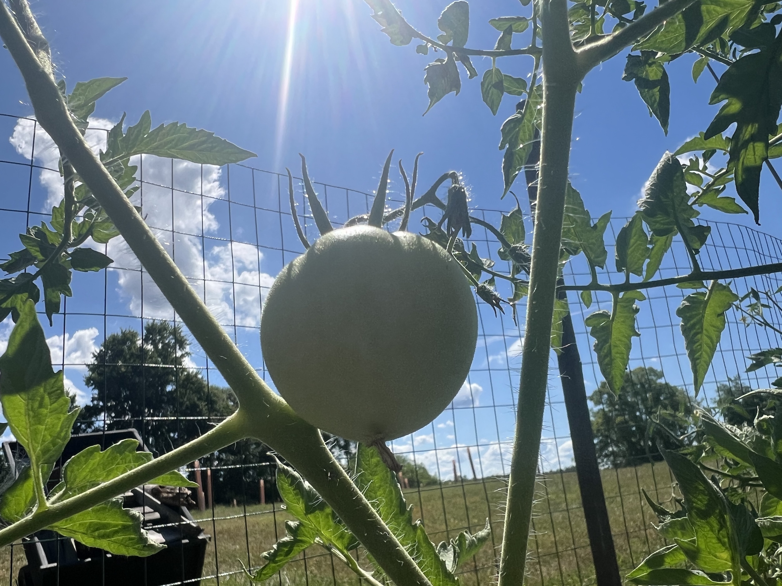 A young green tomato with a long way to go.