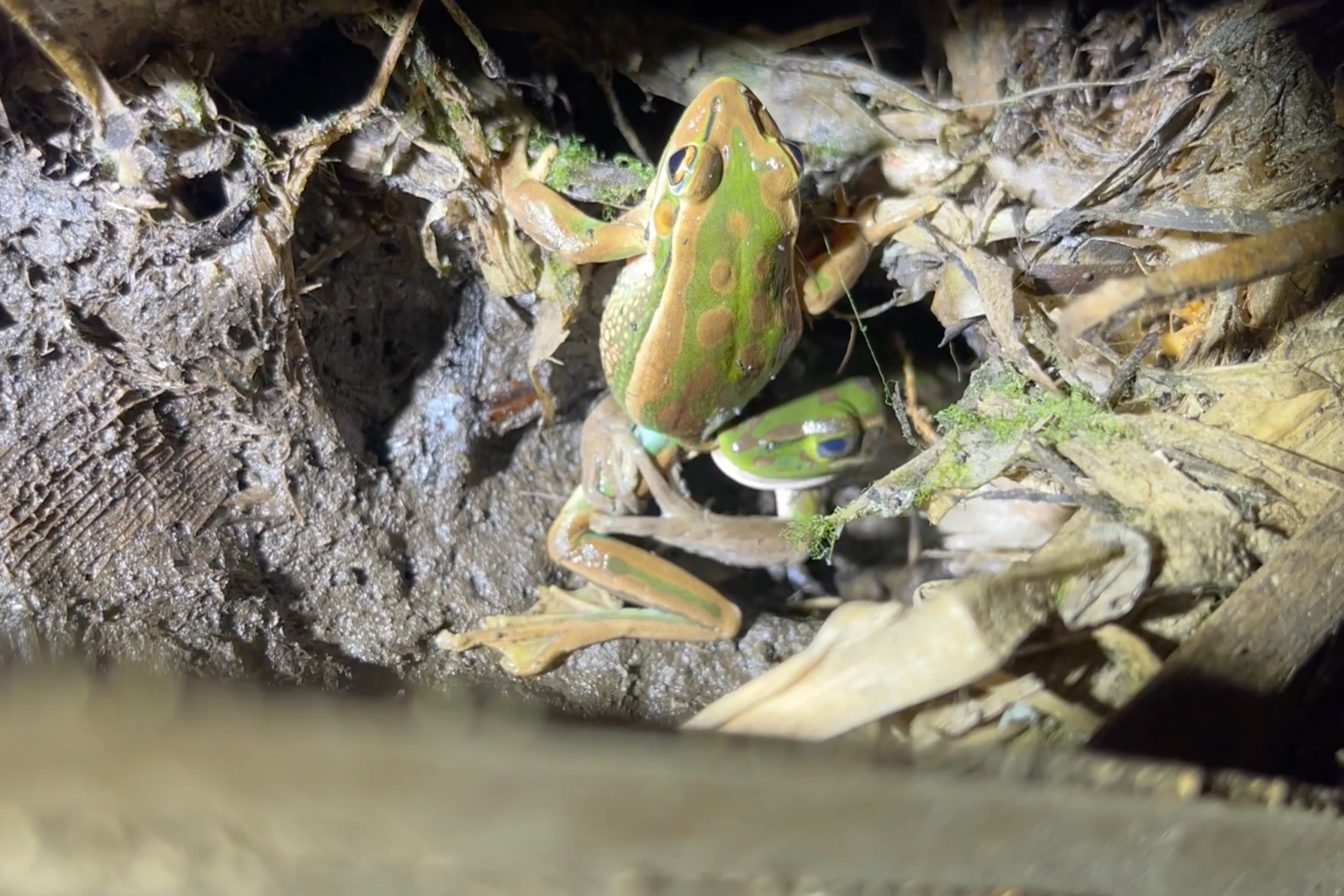 A female green and gold bell frog eating the leg and holding the leg of a male frog