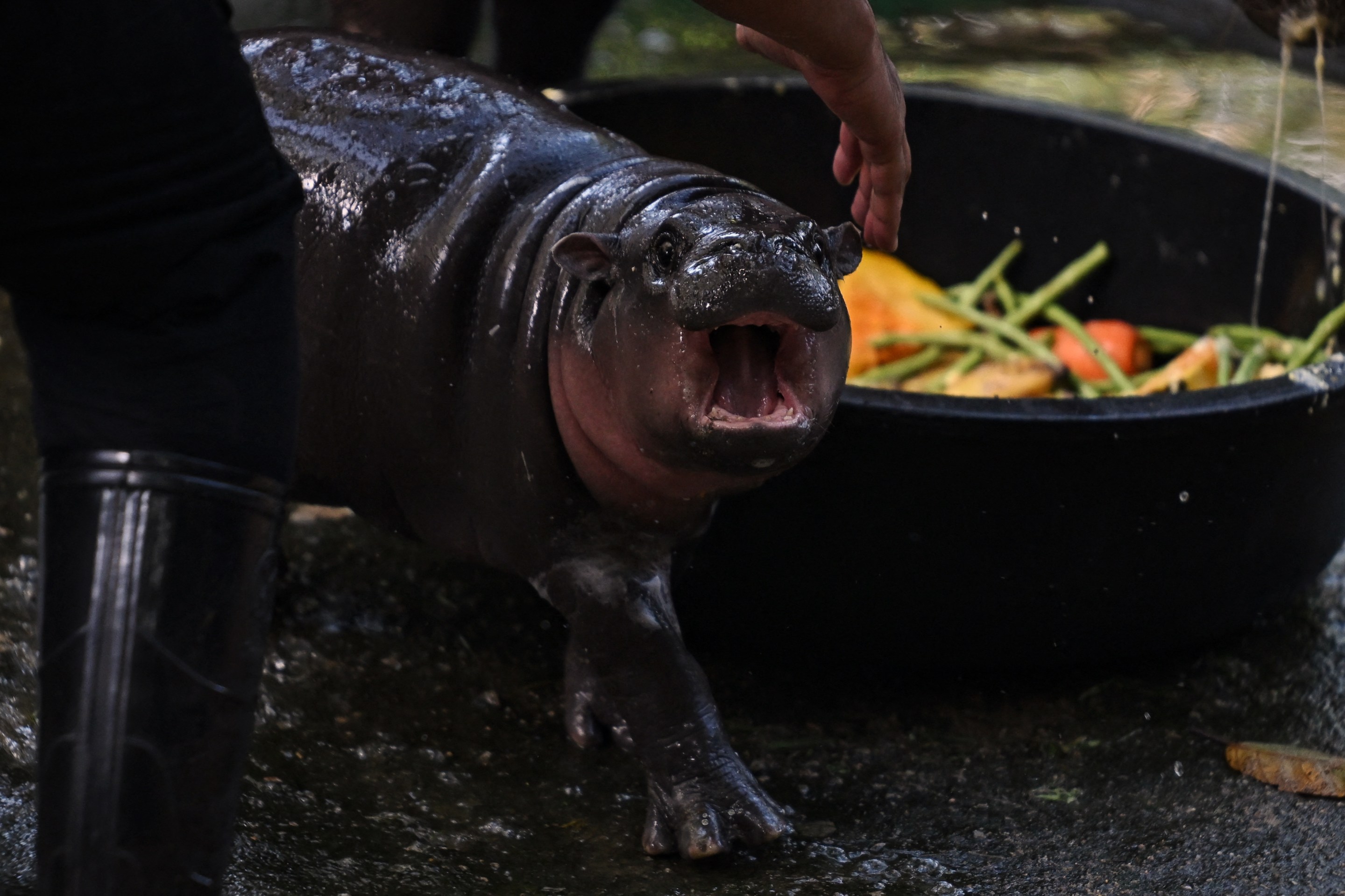 Moo Deng, a two-month-old female pygmy hippo who has recently become a viral internet sensation, reacts to a zookeeper at Khao Kheow Open Zoo in Chonburi province on September 15, 2024. (Photo by Lillian SUWANRUMPHA / AFP) (Photo by LILLIAN SUWANRUMPHA/AFP via Getty Images)