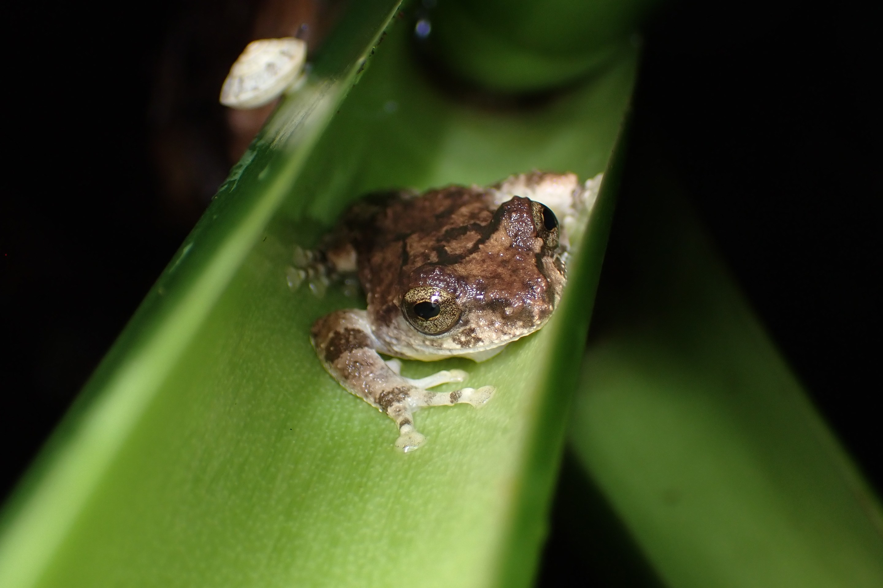 an adult Taiwanese tree frog inside a bamboo chute